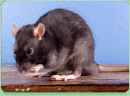 rat control Rushden